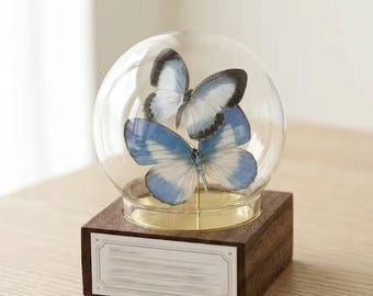 Personalized Pair Butterfly Glass Dome, Gray Hairstreak Male Female Specimen with Custom Engraving, Glass Cloche Gift for Nature Lovers Her