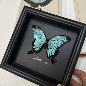 Handmade Butterfly Frame with Natural Mineral Powder-Butterfly Frame, Preserved Butterfly Specimens, Personalized  Butterfly Lover Gift