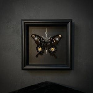 May include: A framed butterfly specimen displayed in a square black shadow box. The butterfly is black with intricate gold and silver celestial patterns, including suns, stars, and crescent moon motifs painted onto its wings and body.