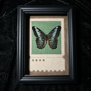 Esemplare di farfalla Parthenos Sylvia incorniciato: espositore con cornice in legno nero