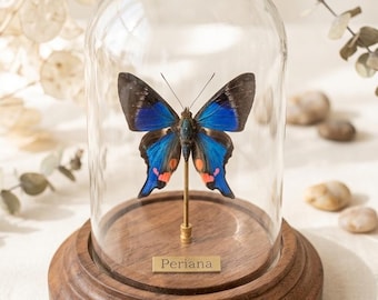 Real Preserved Butterfly Display, Butterfly Glass Dome, A1 Quality Natural Specimen, Minimalist Nature Decor, Custom Engraved Gift for Her