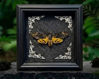 Caja de sombra con esfinge de la calavera real – Marco de pared con espécimen de insecto real, decoración gótica para el hogar, regalo para amantes de la naturaleza.