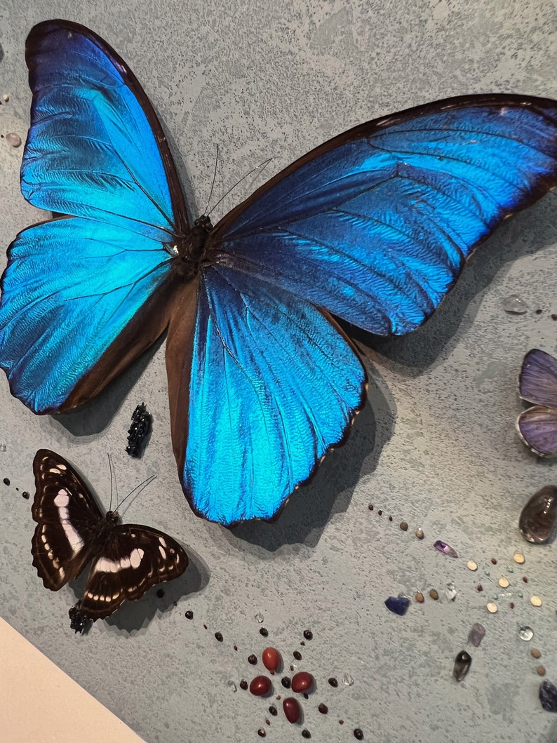 Original Butterfly in Frame,butterfly Specimen, Engraved Custom Gift. Etsy UK