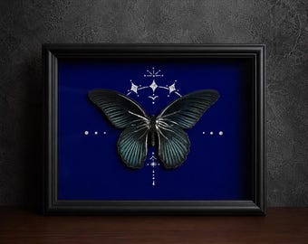 May include: A black butterfly specimen mounted in a rectangular black frame against a deep blue background. The butterfly is centred, surrounded by white line art featuring stars, dots, and geometric patterns printed on the blue backing.