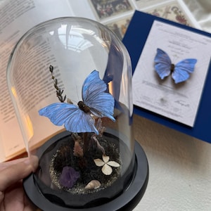 Puede incluir: Una cúpula de vidrio con una base negra que contiene una mariposa azul preservada, flores secas y un cristal morado. La cúpula está sobre una superficie blanca.