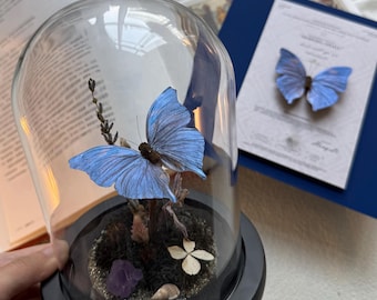 Luxury Nature Gift – Real Morpho Butterfly in Glass Dome • Handcrafted Specimen Art • Elegant Decor for Her or Him