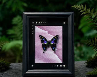 Quadro da parete con farfalla coda di rondine verde rosa, incorniciato a mano – Decorazione con vero insetto (Graphium weiskei) / Cornice a giorno 6,1 x 8 pollici, decorazione per la casa