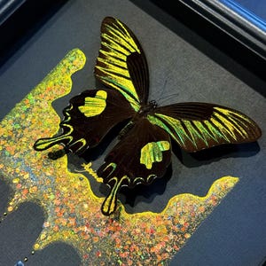 Handmade Butterfly Frame with Natural Mineral Powder---&quot;Shimmering Wings&quot;, Preserved Butterfly Specimens, Personalized Real Butterfly Gift