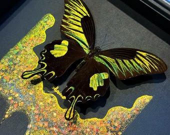 Marco de mariposa hecho a mano: Alas minerales brillantes, de origen ético