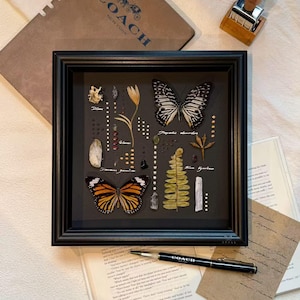 Customizable Emperor Butterfly Frame Decoration, Butterfly Display,Real Butterfly ,  Preserved Butterfly Specimen