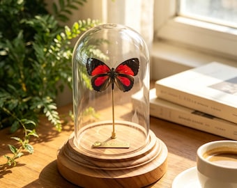 Personalized Real Butterfly Specimen, Half Red Vanessa Cardui Butterfly Frame, Custom Engraved Nature Decor, Unique Gift for Her Mother