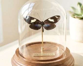 Mariposa real personalizada en cúpula – Ejemplar de Heliconius en campana de cristal, taxidermia de insectos personalizada, regalo único para ella, decoración natural.