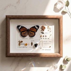 Personalized Monarch Butterfly Gift, Custom Engraved Frame, Real Specimen Art, Memorial Nature Decor for Her image 1
