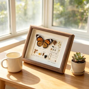 May include: A framed butterfly specimen with orange and black wings, displayed with other small natural elements. The wooden frame sits on a light-colored wooden table, next to a white mug and a small potted succulent.