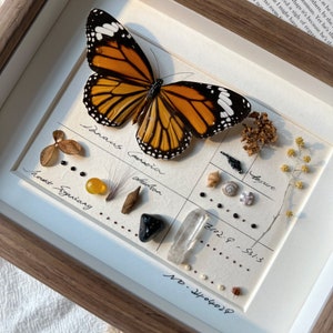 May include: A framed display featuring a monarch butterfly with orange and black wings, alongside small natural elements like shells, crystals, and seeds. The frame is wooden, and the background is a grid-lined paper.