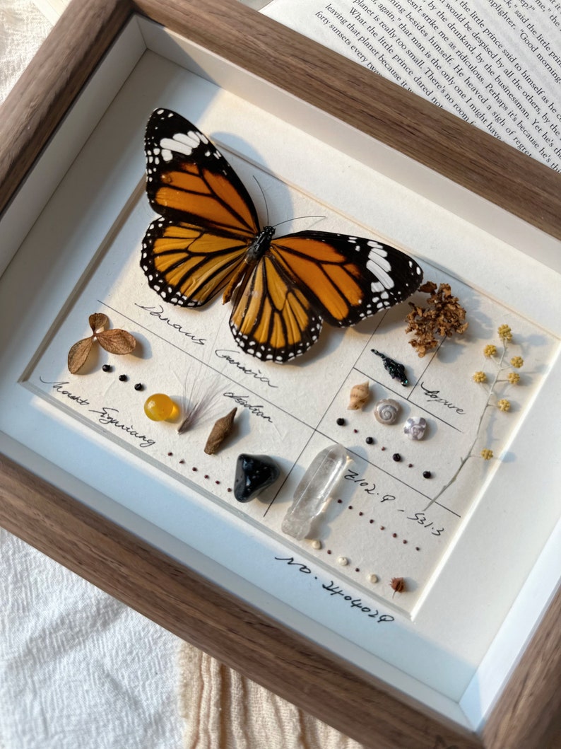 May include: A framed display featuring a monarch butterfly with orange and black wings, alongside small natural elements like shells, crystals, and seeds. The frame is wooden, and the background is a grid-lined paper.