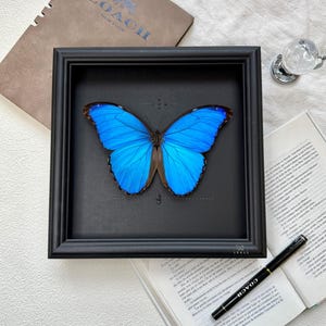 Preserved Morpho Butterfly In Wooden Frame, Real Butterfly, Dried Flower and Butterfly Specimen In Glass Cover,Plant Specimen Home Decor