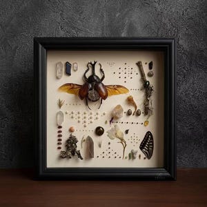 Puede incluir: Un marco negro cuadrado que contiene un gran escarabajo marrón con las alas extendidas, varios cristales transparentes y de colores, piedras pequeñas, restos de plantas secas, un fragmento de ala de mariposa y cuentas diminutas en patrones geométricos.