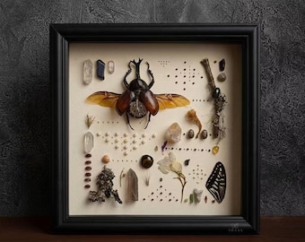 Puede incluir: Un marco negro cuadrado que contiene una muestra de un escarabajo marrón grande con las alas extendidas, varios cristales, piedras pequeñas, elementos vegetales secos, un fragmento de ala de mariposa y cuentas diminutas en patrones.