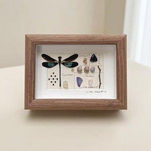 Boîte à ombres libellule irisée, spécimen botanique en véritable obsidienne péridot, modèle numéroté, cadeau de collection gravé sur mesure