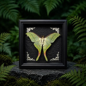 Luna Moth Frame, Giant Moon Moth Specimen, Real Butterfly Wall Art, Natural History Decor, Unique Gift for Nature Lovers, Housewarming
