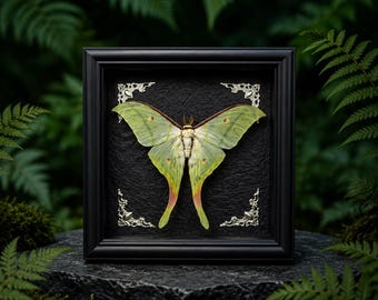 Marco con diseño de polilla luna, ejemplar gigante de polilla luna, arte mural con mariposas reales, decoración de historia natural, regalo único para amantes de la naturaleza, regalo de inauguración de casa.