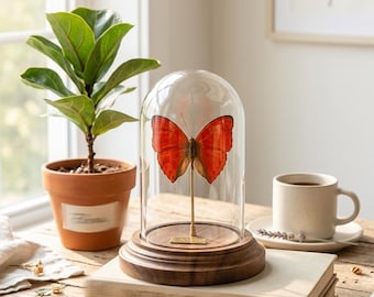 Personalized Butterfly Glass Dome, Real Preserved Butterfly Display, A1 Natural Specimen, Minimalist Nature Decor, Butterfly Gift