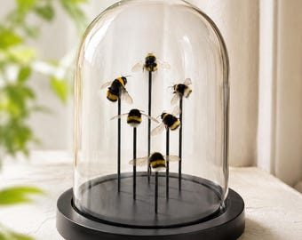 Bumblebee Glass Dome, 6 Real Bee Specimen Display, Handmade Entomology Decor, Curiosity Cabinet Art, Nature Lovers Gift for Christmas