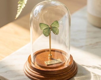 Green Hairstreak Butterfly Glass Dome | Real Preserved Butterfly Display | A1 Natural Specimen | Minimalist Nature Decor | Personalized Gift