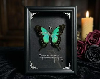 Green Swallowtail Shadow Box, Gothic Real Butterfly Specimen Frame, Black Silver Insect Wall Art, Handmade Oddities Home Decor Gift