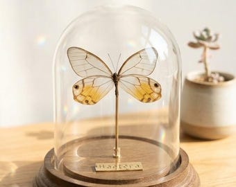 Cúpula de cristal personalizada con mariposa real – Exhibición de ejemplar de mariposa de ojos amarillos – Placa con nombre personalizada – Regalo inspirado en la naturaleza para ella