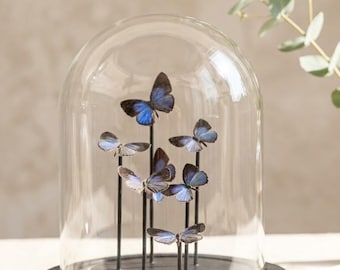Blue Butterfly Glass Dome, 7 Real Jamides Bochus Butterfly Specimen Display, Entomology Gift, Curiosity Cabinet Home Decor, Nature History