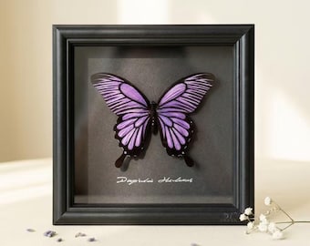 Pink Morpho Inspired Butterfly Frame, Real Insect Specimen Shadow Box, Handwritten Latin Name, Personalized Numbered Artwork, Unique Gift