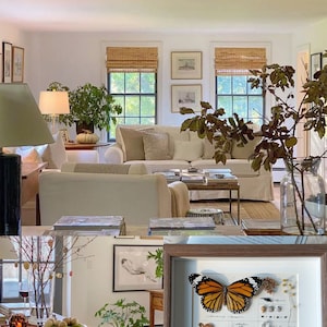 May include: A framed butterfly specimen with orange and black wings, displayed with other natural elements and text. The frame is brown, and the background is white. The image is in a well-lit living room with neutral tones and natural light.