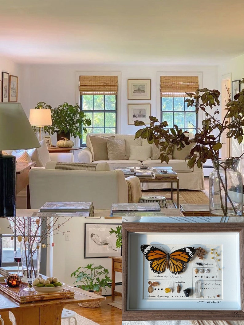 May include: A framed butterfly specimen with orange and black wings, displayed with other natural elements and text. The frame is brown, and the background is white. The image is in a well-lit living room with neutral tones and natural light.