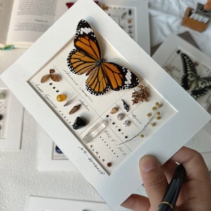 May include: A framed display featuring a Monarch butterfly with orange and black wings, alongside various small natural elements. The display includes the text "Danaus Plexippus" and other handwritten notes. The frame is white.