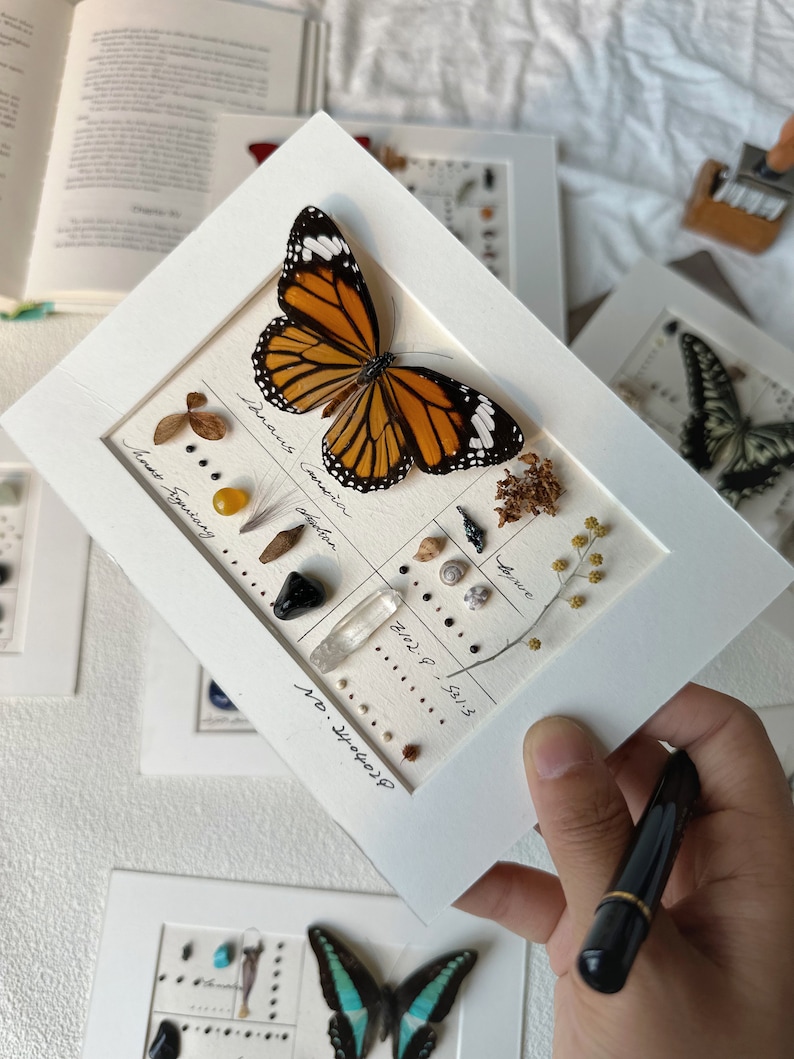 May include: A framed display featuring a Monarch butterfly with orange and black wings, alongside various small natural elements. The display includes the text "Danaus Plexippus" and other handwritten notes. The frame is white.