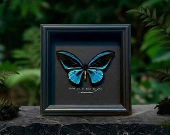 Marco pintado a mano con mariposas reales, opciones de mariposas Morpho azul/alas de pájaro verdes, texto personalizado, decoración de pared con especímenes naturales y regalo natural.