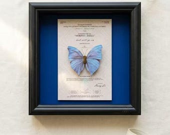 Puede incluir: Un marco cuadrado negro tipo caja con un espécimen de mariposa azul claro montado sobre una tarjeta color crema con texto impreso. La tarjeta presenta el título "MORPHO-SHALL" y la frase "heart will go on" en letras negras.