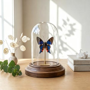 Könnte beinhalten: Ein präparierter Schmetterling mit irisierenden blauen und schwarzen Flügeln mit kleinen orangefarbenen Akzenten, montiert auf einem dünnen goldfarbenen Metallstab in einer klaren Glaskuppel mit rundem dunkelbraunem Holzsockel und kleiner goldener Plakette.