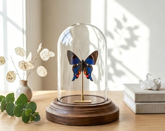 Exhibición de mariposas preservadas reales, cúpula de cristal para mariposas, ejemplar natural de calidad A1, decoración minimalista inspirada en la naturaleza, regalo personalizado grabado para ella.