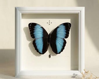 Puede incluir: Un expositor enmarcado que presenta una mariposa con alas de color azul vibrante y negro centrada sobre un fondo crema. El espécimen está montado dentro de un marco cuadrado de madera blanca, mostrando patrones alares simétricos.
