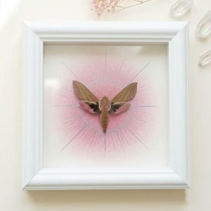Puede incluir: Un espécimen enmarcado de una polilla con alas marrones y rosas, centrado sobre un fondo circular pintado en rosa con líneas plateadas radiantes. El marco cuadrado es blanco con un acabado liso, protegiendo al insecto bajo el cristal.