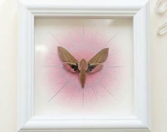 Pink Hawkmoth Specimen Frame, Real Insect Silver Halo Shadow Box, 5.9 Inch Natural History Wall Art, Unique Romantic Gift for Her