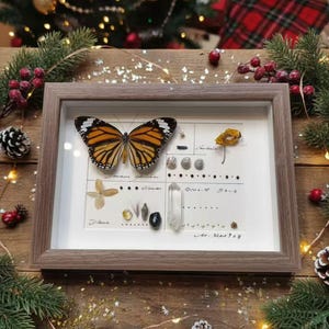 Monarca dell'inverno — Esemplare di farfalla tigre in regalo / Vera farfalla incorniciata in arte / Decorazione natalizia naturale