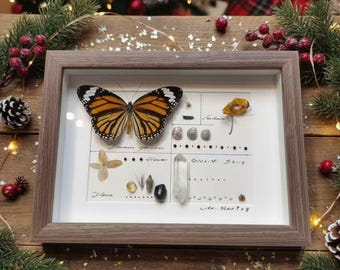 Monarch of Winter — Tiger Butterfly Specimen Gift | Real Butterfly Framed Art | Christmas Nature Decor