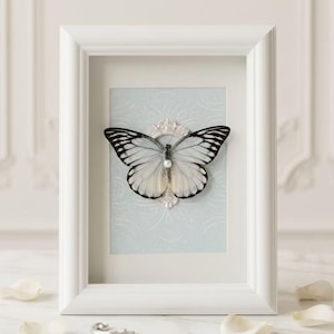 May include: A white rectangular frame containing a specimen of a white butterfly with black wing veins and edges. The butterfly is centered on a light blue background with a subtle white pattern, featuring a small white pearl at its thorax.