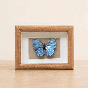 Blue Morpho Butterfly Frame, Real Insect Specimen Shadow Box, Personalized Sea Blue Nature Inspired Art, Numbered Handmade Gift