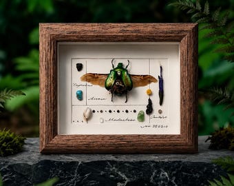 額入りの本物のオオクワガタ - Dorcus alcides - Etsy 日本