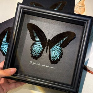 Handmade Butterfly Frame with Natural Mineral Powder-Real Butterfly, Preserved Butterfly Specimens, Personalized  Butterfly Lover Gift